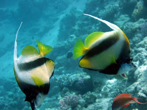 السمك في البحر صور (1)