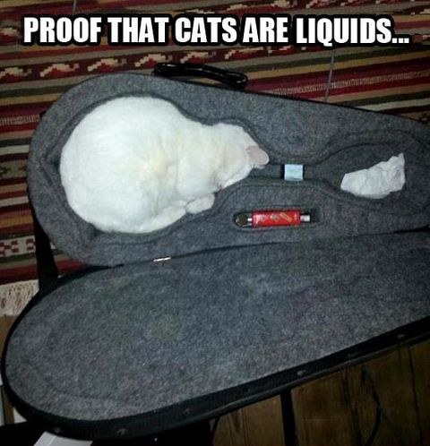 Memes – Proof that cats are liquid