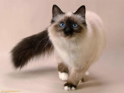 اشهر 10 انواع قطط فى العالم