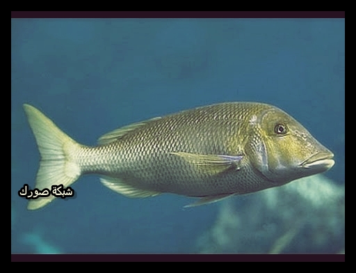 تفسير السمك في المنام لابن سيرين Dream Fish