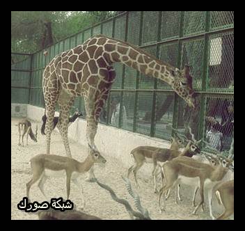 حديقة-الحيوان-الكويتية